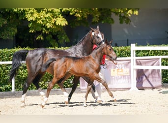 Warmblood austríaco, Semental, Potro (05/2026), Castaño oscuro