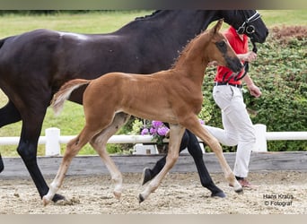 Warmblood austríaco, Semental, Potro (05/2024), Morcillo