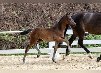 Warmblood austríaco, Semental, Potro (05/2026), Morcillo