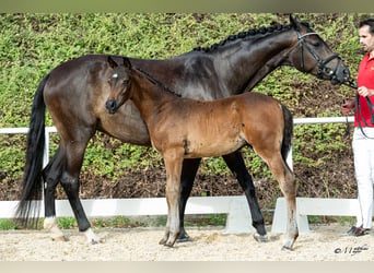 Warmblood austríaco, Semental, Potro (05/2026), Morcillo