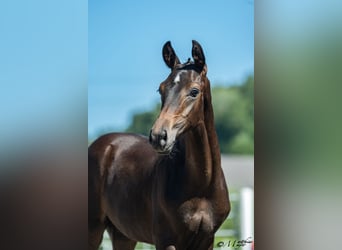 Warmblood austríaco, Semental, Potro (05/2026), Morcillo