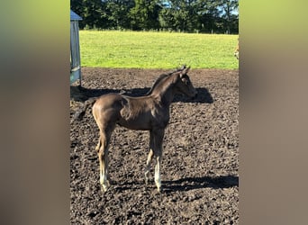 Warmblood austríaco, Semental, Potro (05/2026), Negro