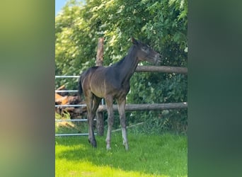 Warmblood austríaco, Semental, Potro (03/2025), Tordo