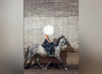 Warmblood austríaco, Yegua, 10 años, 147 cm, Tordo rodado