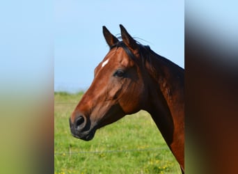 Warmblood austríaco, Yegua, 10 años, 165 cm, Castaño