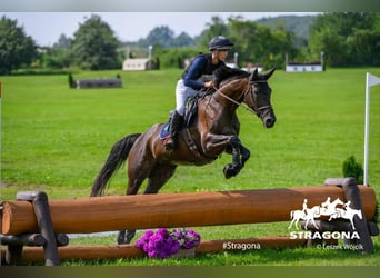 Warmblood austríaco, Yegua, 10 años, 166 cm, Negro