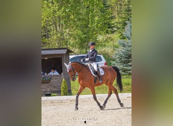 Warmblood austríaco, Yegua, 10 años, 170 cm, Castaño