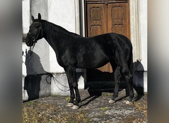 Warmblood austríaco, Yegua, 10 años, 170 cm, Negro