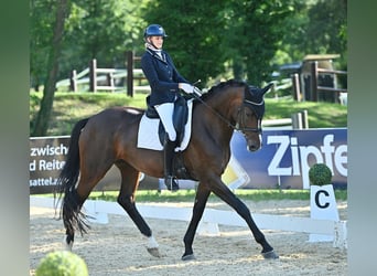 Warmblood austríaco, Yegua, 10 años, 172 cm, Castaño