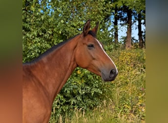 Warmblood austríaco, Yegua, 10 años, 173 cm, Castaño