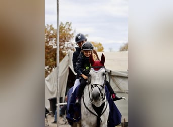 Warmblood austríaco, Yegua, 10 años, 173 cm, Tordo