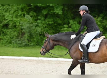 Warmblood austríaco, Yegua, 10 años, Morcillo