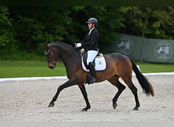 Warmblood austríaco, Yegua, 10 años, Morcillo