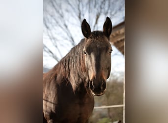 Warmblood austríaco, Yegua, 11 años, 150 cm, Castaño