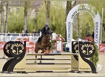Warmblood austríaco, Yegua, 11 años, 160 cm, Castaño