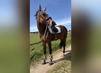 Warmblood austríaco, Yegua, 11 años, 167 cm, Castaño