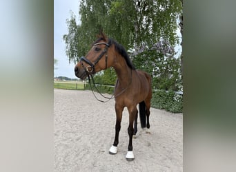 Warmblood austríaco, Yegua, 11 años, 167 cm, Castaño