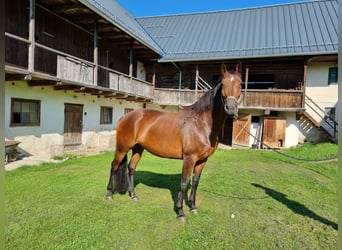 Warmblood austríaco, Yegua, 11 años, 168 cm, Castaño