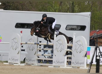 Warmblood austríaco, Yegua, 11 años, 168 cm, Castaño