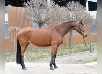 Warmblood austríaco, Yegua, 11 años, 172 cm, Castaño