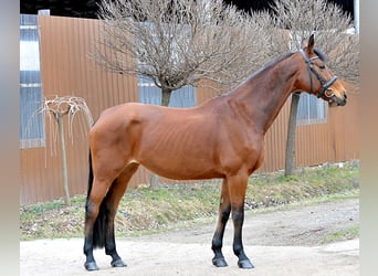 Warmblood austríaco, Yegua, 11 años, 172 cm, Castaño