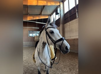 Warmblood austríaco, Yegua, 11 años, 173 cm