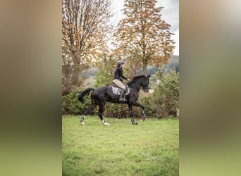 Warmblood austríaco, Yegua, 11 años, 173 cm, Castaño