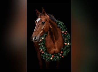 Warmblood austríaco, Yegua, 12 años, 158 cm, Alazán-tostado