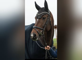 Warmblood austríaco, Yegua, 12 años, 167 cm