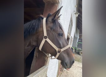 Warmblood austríaco, Yegua, 12 años, Castaño oscuro
