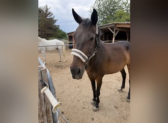 Warmblood austríaco, Yegua, 13 años, 158 cm, Castaño