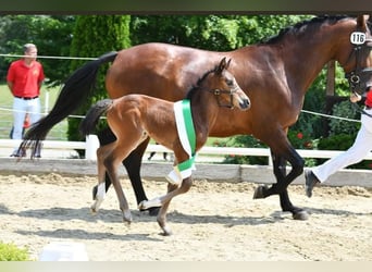 Warmblood austríaco, Yegua, 13 años, 172 cm, Castaño