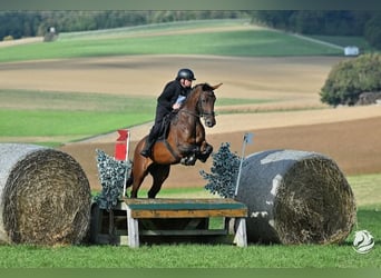 Warmblood austríaco, Yegua, 13 años, 172 cm, Castaño