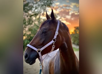 Warmblood austríaco, Yegua, 13 años, 172 cm, Castaño