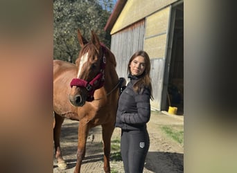 Warmblood austríaco, Yegua, 14 años, 170 cm, Castaño oscuro