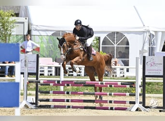 Warmblood austríaco, Yegua, 14 años, 172 cm, Alazán