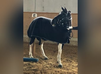 Warmblood austríaco, Yegua, 15 años, 148 cm, Pío