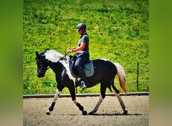 Warmblood austríaco, Yegua, 15 años, 148 cm, Pío
