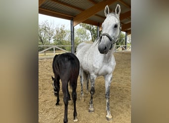 Warmblood austríaco, Yegua, 15 años, 170 cm, Tordo