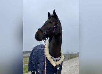 Warmblood austríaco, Yegua, 16 años, Castaño