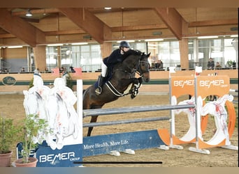 Warmblood austríaco, Yegua, 16 años, Castaño