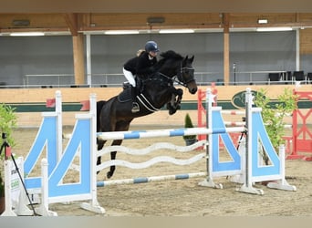 Warmblood austríaco, Yegua, 16 años, Castaño