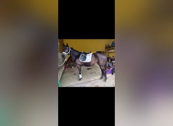 Warmblood austríaco, Yegua, 17 años, 158 cm, Castaño oscuro