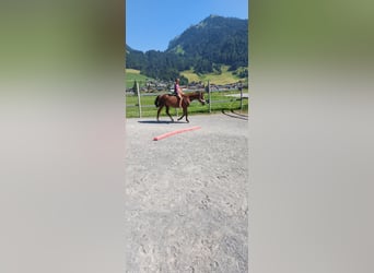 Warmblood austríaco, Yegua, 17 años, 165 cm, Alazán-tostado