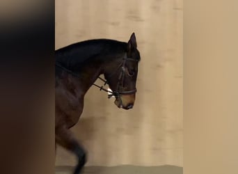 Warmblood austríaco, Yegua, 17 años, 165 cm, Castaño