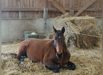 Warmblood austríaco, Yegua, 17 años, 165 cm, Castaño