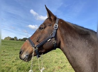 Warmblood austríaco, Yegua, 17 años, 165 cm, Castaño