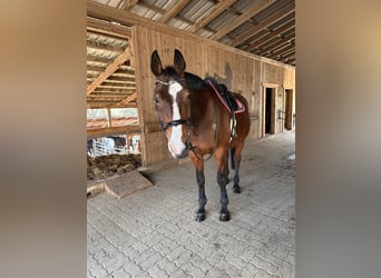 Warmblood austríaco, Yegua, 17 años, 174 cm, Castaño