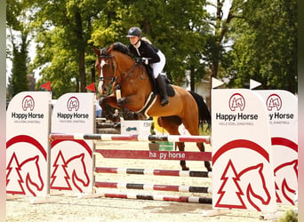 Warmblood austríaco, Yegua, 17 años, 174 cm, Castaño