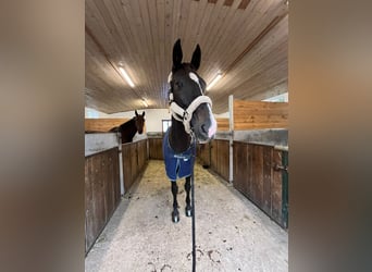 Warmblood austríaco, Yegua, 17 años, 174 cm, Castaño oscuro